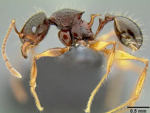 Pheidole roosevelti specimen CASENT0171023 image casent0171023_3