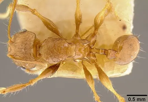 Pheidole roosevelti specimen CASENT0171120 image casent0171120_1