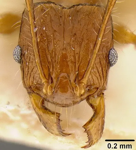 Pheidole roosevelti specimen CASENT0171120 image casent0171120_2