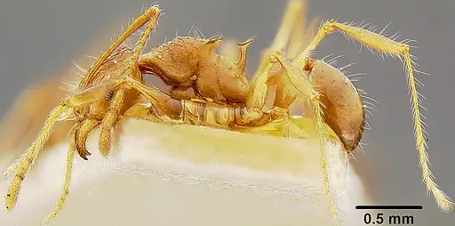Pheidole roosevelti specimen CASENT0171120 image casent0171120_3