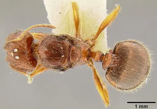 Pheidole roosevelti specimen CASENT0171121 image casent0171121_1