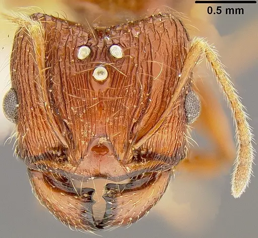Pheidole roosevelti specimen CASENT0171121 image casent0171121_2