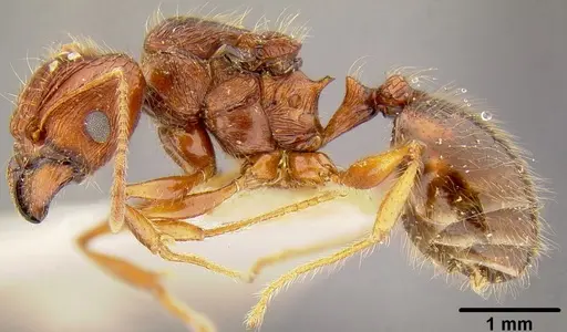 Pheidole roosevelti specimen CASENT0171121 image casent0171121_3