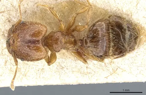 Pheidole rosae specimen CASENT0904332 image casent0904332_1