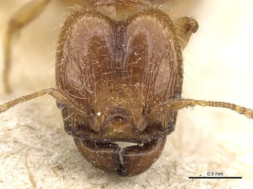 Pheidole rosae specimen CASENT0904332 image casent0904332_2