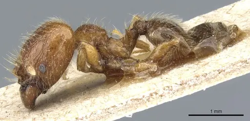 Pheidole rosae specimen CASENT0904332 image casent0904332_3
