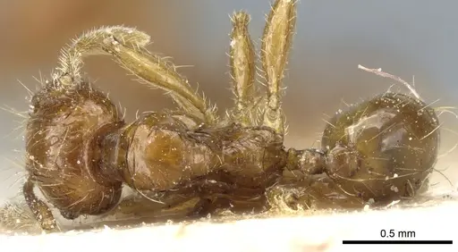 Pheidole rosae specimen CASENT0904333 image casent0904333_1