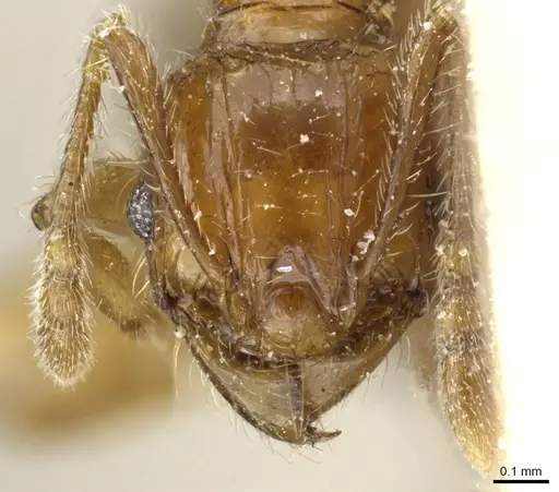 Pheidole rosae specimen CASENT0904333 image casent0904333_2