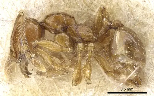 Pheidole rosae specimen CASENT0904333 image casent0904333_3