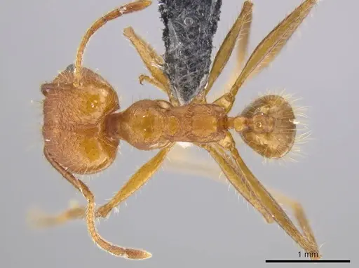 Pheidole roushae specimen CASENT0610898 image casent0610898_1