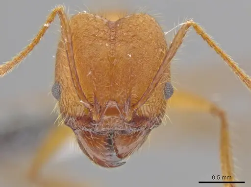 Pheidole roushae specimen CASENT0610898 image casent0610898_2