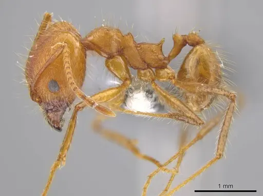 Pheidole roushae specimen CASENT0610898 image casent0610898_3