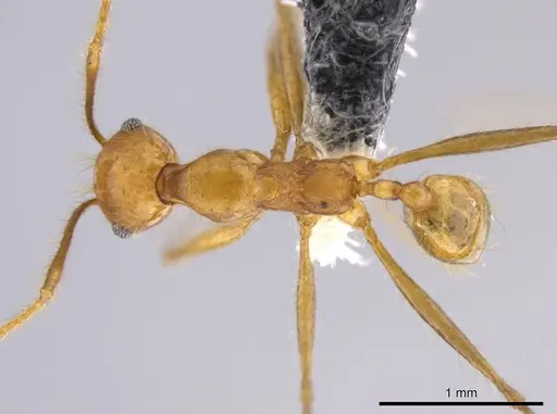 Pheidole roushae specimen CASENT0610899 image casent0610899_1