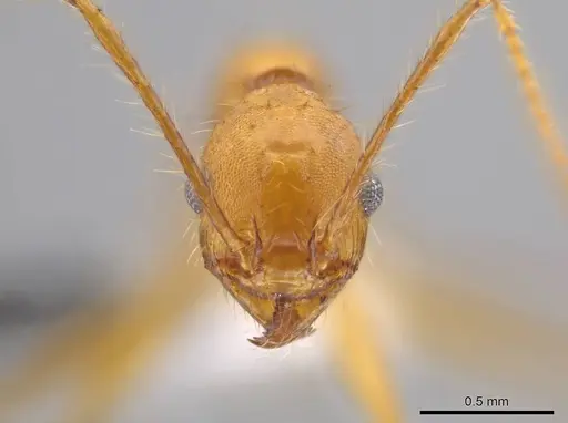 Pheidole roushae specimen CASENT0610899 image casent0610899_2