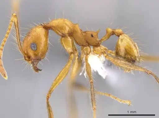 Pheidole roushae specimen CASENT0610899 image casent0610899_3