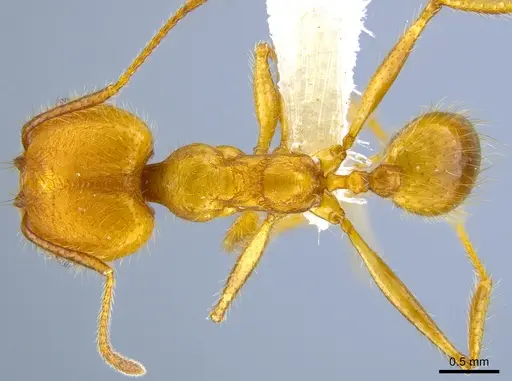 Pheidole roushae specimen CASENT0646313 image casent0646313_1