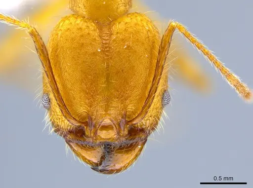 Pheidole roushae specimen CASENT0646313 image casent0646313_2