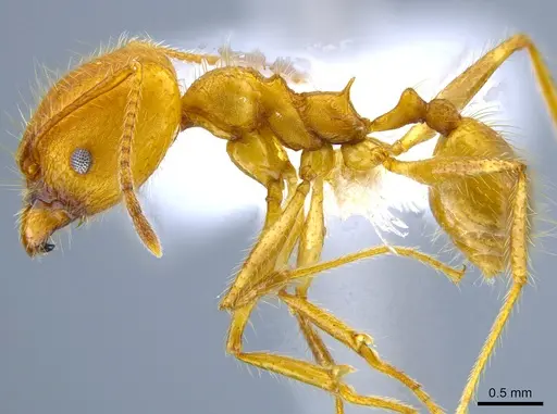 Pheidole roushae specimen CASENT0646313 image casent0646313_3