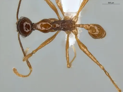 Pheidole rubiceps specimen ECOFOG-MI15-0171-14 image ecofog-mi15-0171-14_1