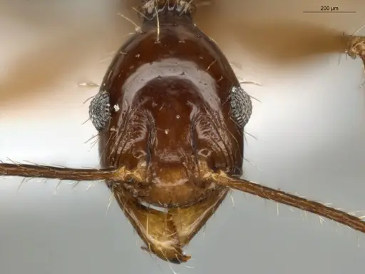 Pheidole rubiceps specimen ECOFOG-MI15-0171-14 image ecofog-mi15-0171-14_2