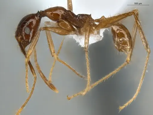 Pheidole rubiceps specimen ECOFOG-MI15-0171-14 image ecofog-mi15-0171-14_3
