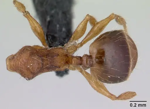 Pheidole rudigenis specimen CASENT0178049 image casent0178049_1