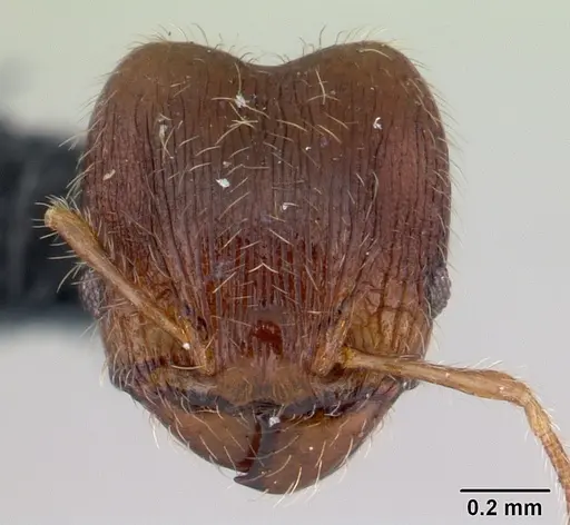 Pheidole rudigenis specimen CASENT0178049 image casent0178049_2