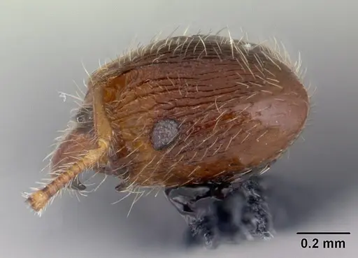 Pheidole rudigenis specimen CASENT0178049 image casent0178049_3