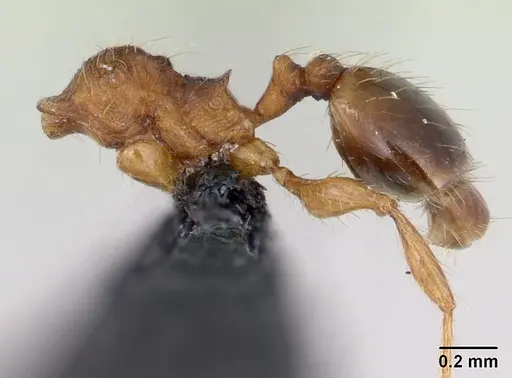Pheidole rudigenis specimen CASENT0178049 image casent0178049_4