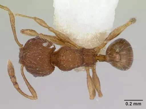 Pheidole rudigenis specimen CASENT0178050 image casent0178050_1