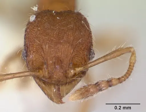 Pheidole rudigenis specimen CASENT0178050 image casent0178050_2