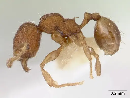 Pheidole rudigenis specimen CASENT0178050 image casent0178050_3