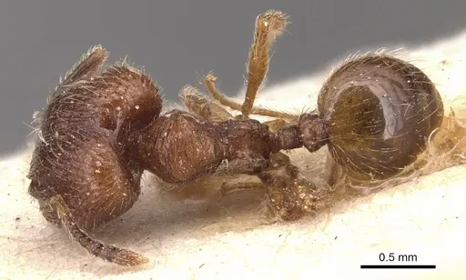 Pheidole rudigenis specimen CASENT0904410 image casent0904410_1