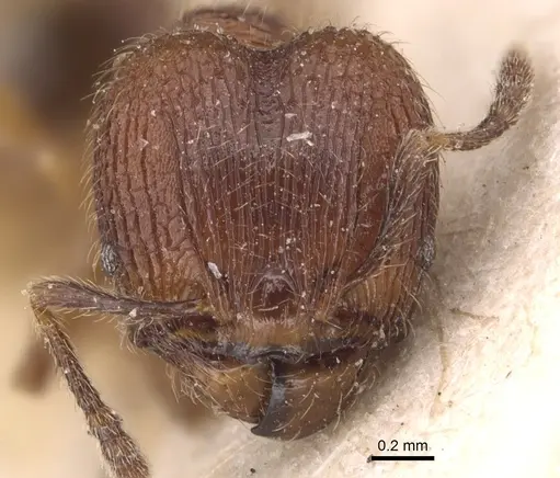 Pheidole rudigenis specimen CASENT0904410 image casent0904410_2
