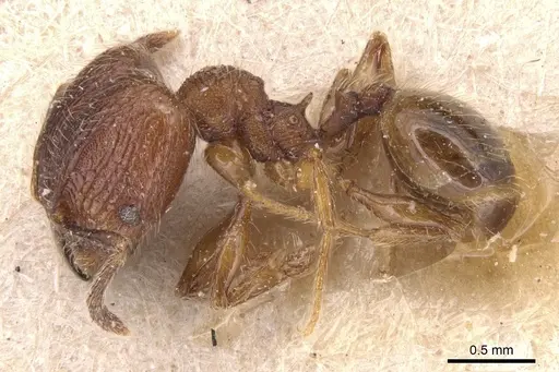 Pheidole rudigenis specimen CASENT0904410 image casent0904410_3