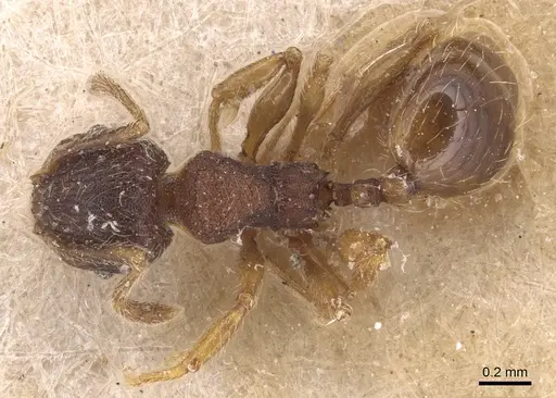 Pheidole rudigenis specimen CASENT0904411 image casent0904411_1