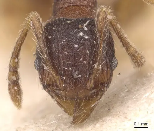 Pheidole rudigenis specimen CASENT0904411 image casent0904411_2