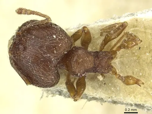 Pheidole rudigenis specimen CASENT0913283 image casent0913283_1