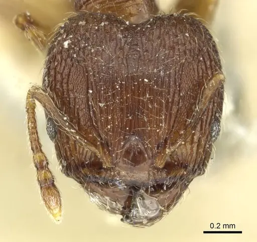 Pheidole rudigenis specimen CASENT0913283 image casent0913283_3