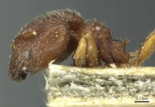 Pheidole rudigenis specimen CASENT0913283 image casent0913283_4