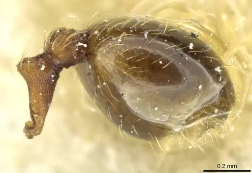 Pheidole rudigenis specimen CASENT0913283 image casent0913283_5