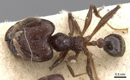 Pheidole ruficeps specimen CASENT0281677 image casent0281677_1