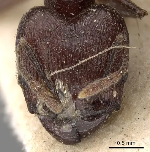 Pheidole ruficeps specimen CASENT0281677 image casent0281677_2