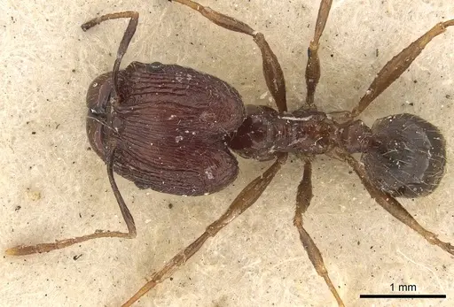 Pheidole ruficeps specimen CASENT0901403 image casent0901403_1
