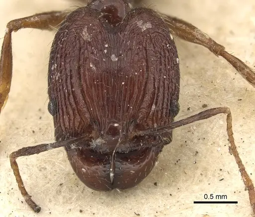 Pheidole ruficeps specimen CASENT0901403 image casent0901403_2