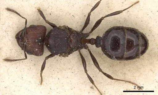 Pheidole ruficeps specimen CASENT0901404 image casent0901404_1