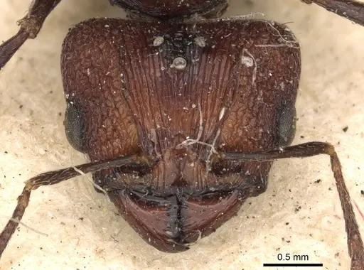 Pheidole ruficeps specimen CASENT0901404 image casent0901404_2