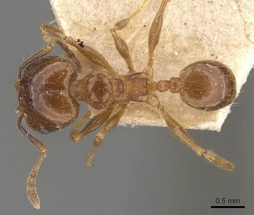 Pheidole rufipilis specimen CASENT0908118 image casent0908118_1