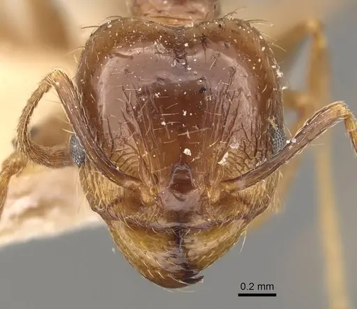 Pheidole rufipilis specimen CASENT0908118 image casent0908118_2
