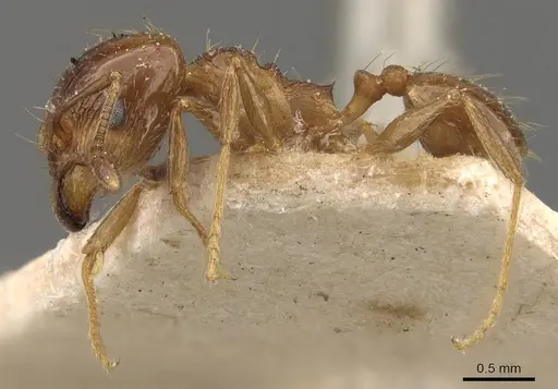 Pheidole rufipilis specimen CASENT0908118 image casent0908118_3